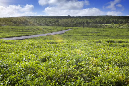 毛里求斯茶叶种植园的道路