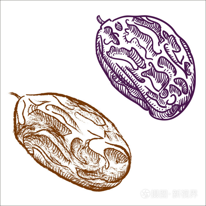 葡萄干手绘.矢量图