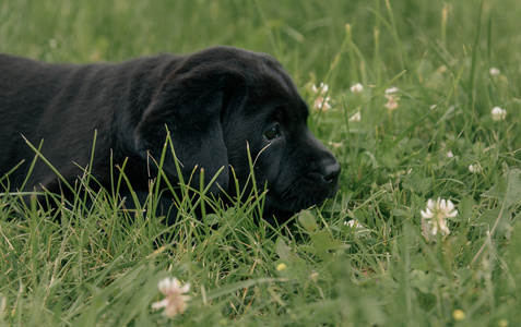 可爱的黑色小狗拉布拉多分离上的绿草背景