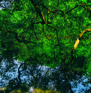方形生动的印度丛林森林水反射背景 b