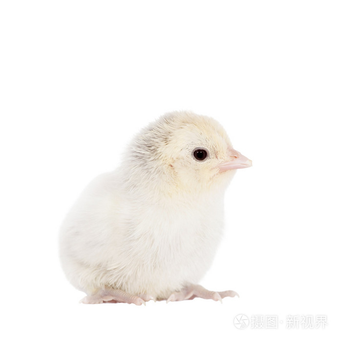 白色衬底上的可爱小鸡