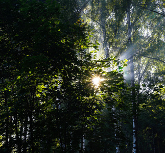 广场生动的阳光束在俄国森林风景背景