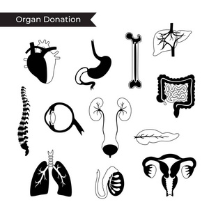 捐赠器官的向量例证