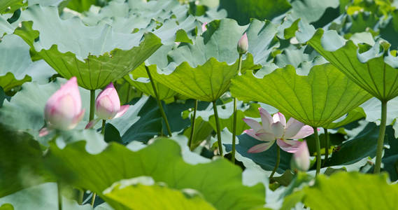 花园里的粉红色莲花花