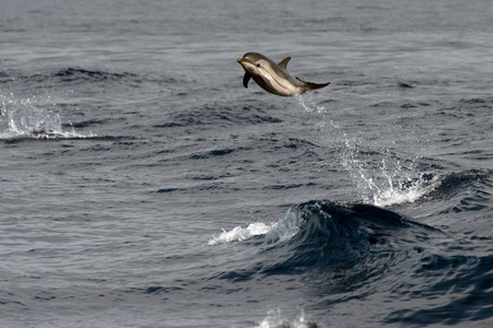 Dolphin medan hoppa i det djupa bl havet