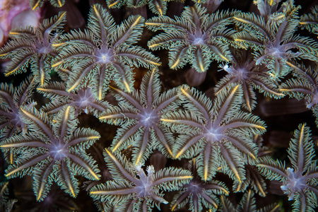 彩色软珊瑚虫