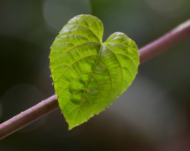 绿色的心叶形状的自然背景。野生动物中的爱的摘要