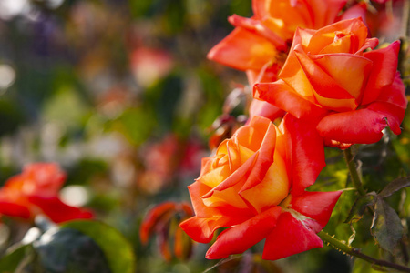 夏日里美丽的红玫瑰盛开在花园里