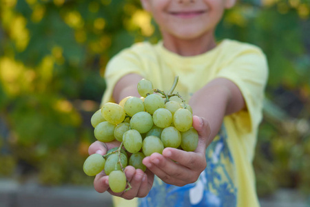 一个男孩的肖像附近的葡萄园在开放的空气中掌握成熟的绿色葡萄