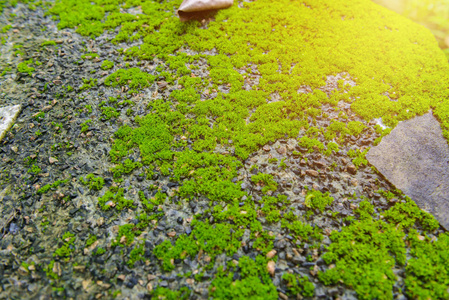 自然石背景上的绿色 mos