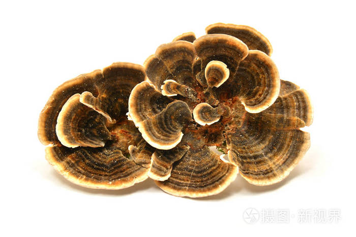 *4000px无水印下载免费10次/天下载小样发票合同问题/举报红菇病蘑