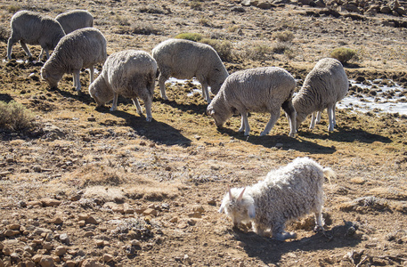 美利奴羊和饲料在闪族山中，德拉肯斯，莱索托的安哥拉山羊群。在非洲的冬天。羊毛和马海毛行业