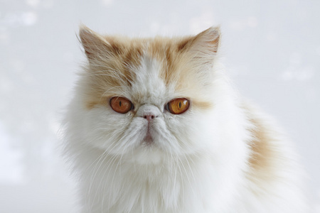 红虎斑和白色波斯猫关闭照片