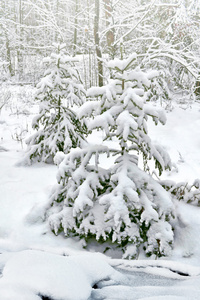 弗罗斯特的森林。冬季景观。冰雪覆盖的树木