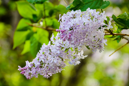 公园里树上的一根警笛。春天的丁香花, 美丽的花朵。春天开花。春天的概念。皇冠大道。俄罗斯乌里扬诺夫斯克伏尔加堤