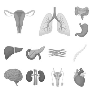 内部器官的一个人的单色图标集合中的设计。解剖学和医学矢量符号股票 web 插图