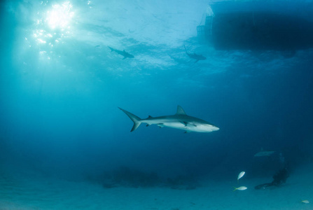 图片显示在巴哈马群岛的加勒比海礁鲨