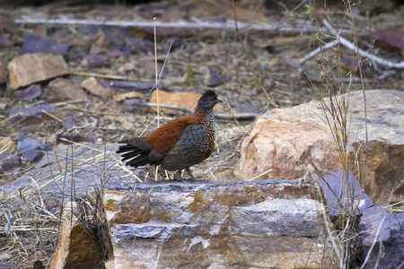 被绘的 spurfowl, Galloperdix lunulata, Ranthambhore 老虎储备, 拉贾斯坦邦印度的状