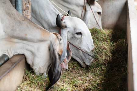 牛吃草在牛栏, 牲畜在泰国