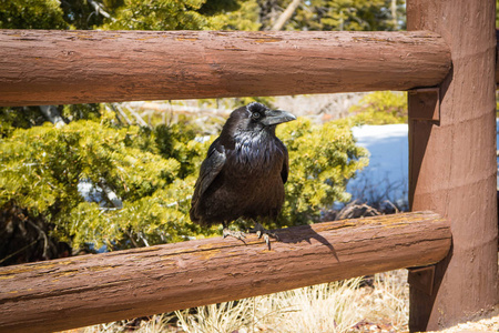 犹他州布莱斯峡谷国家公园的一只美洲乌鸦