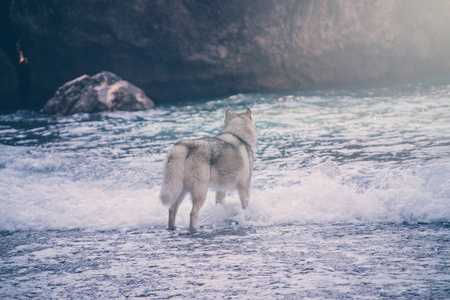 在海边的狗。西伯利亚爱斯基摩夏日肖像