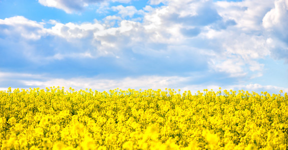 金色的田野的开花油菜与美丽的云彩在天空甘蓝植物绿色能源和石油业