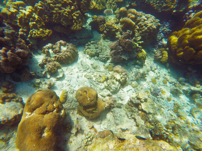 泰国南部有大量的浅珊瑚礁, 那里是许多小五颜六色的鱼类和海洋动物的家园。