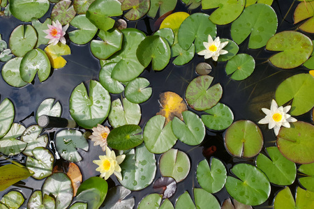 水百合的叶子在池塘或水百合游泳