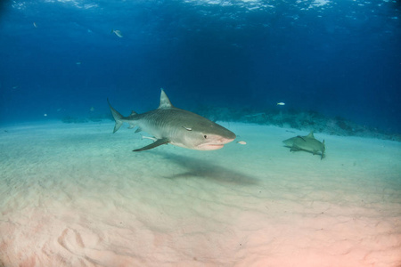 图片显示在巴哈马 Tigerbeach 的一只虎鲨