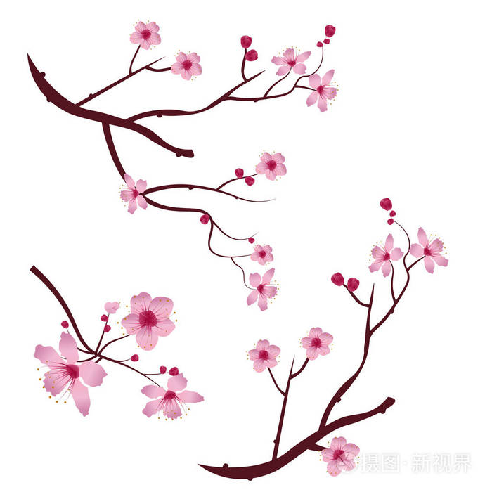 一组树枝樱花樱花