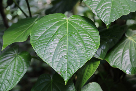 大型绿色植物的厚汁叶