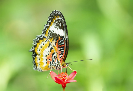 豹蛉蝶, Cethosia Cyanae, 红花