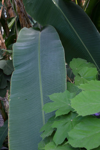大型绿色植物的厚汁叶图片