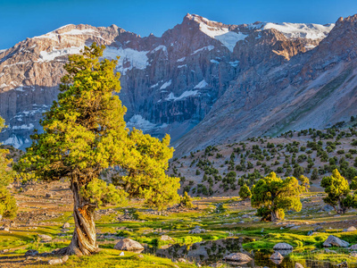 山风景与绿色杜松树在阳光下在岩石山背景。文芳山脉, 塔吉克斯坦, 中亚