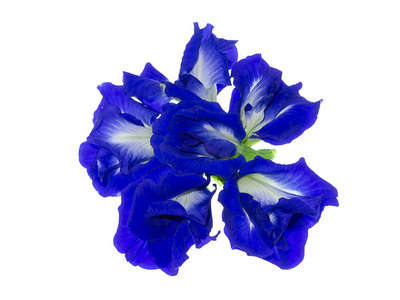 蓝色豌豆花或蝴蝶豌豆花 Clitoria ternatea 以白色背景