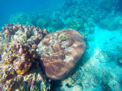 泰国南部有大量的浅珊瑚礁, 那里是许多小五颜六色的鱼类和海洋动物的家园。