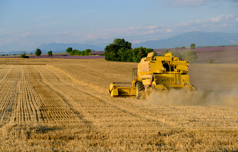 收割机收集小麦作物