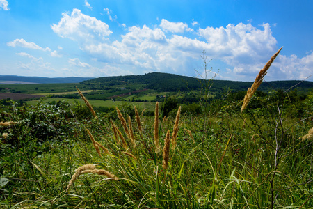 在匈牙利草夏天风景图片