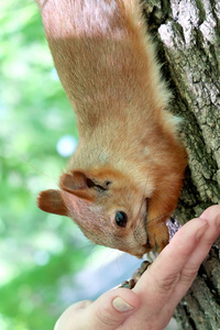 树上的松鼠吃坚果