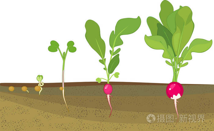 萝卜生长的阶段从种子和发芽到收获.植物斑块上的根系