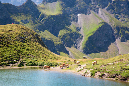 夏天风景在 Pizol 区域, 瑞士阿尔卑斯
