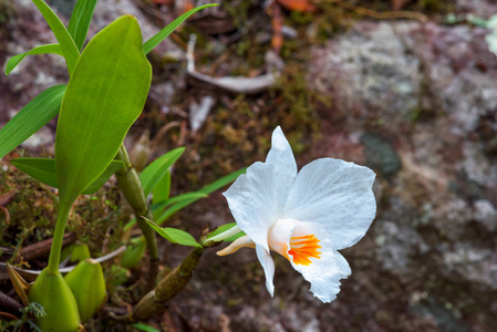 漏斗石斛, 白色稀有野生兰花, 在雨林中生长, 泰国