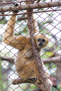 泰国的动物园里的猴子, 棕色长臂猿或小长臂猿