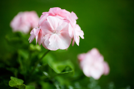 美丽的粉红色天竺葵