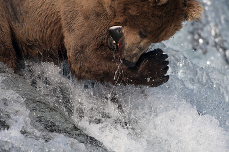 阿拉斯加棕熊捕鲑鱼