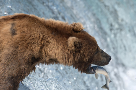 阿拉斯加棕熊试图捕捉鲑鱼