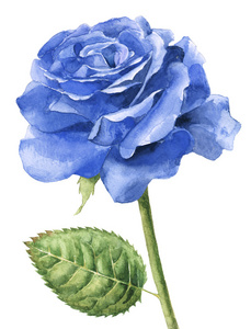 蓝色单玫瑰盛开