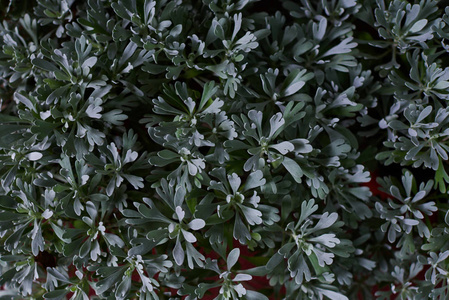 树叶和树枝上有雨滴。绿色的叶子, 一个健康的植物闪闪发光的雨滴。绿叶代表着大自然和新鲜的完美。惊人的自然背景。软焦点