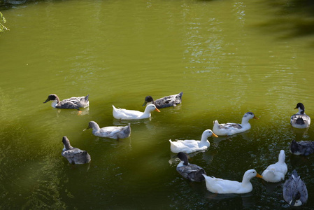 美丽的野鸭漂浮在池塘里, 用绿色的水