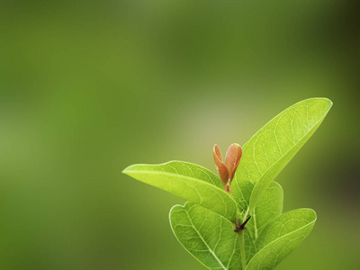 花园中自然背景模糊的特写绿叶